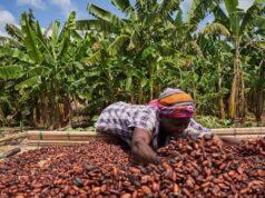 Ghana’s fight for cocoa farmers backfires as EU hints of ban