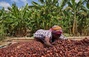 Ghana’s fight for cocoa farmers backfires as EU hints of ban