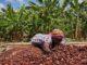 Ghana’s fight for cocoa farmers backfires as EU hints of ban