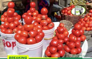 TOMATOES RECORDS SIGNIFICANT PRICE REDUCTION