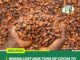 Ghana Lost 160K Tons Of Cocoa To Smuggling In 2023/24 Season, Cocobod Official Says